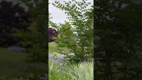 Cinematic Video Mode on iPhone 13