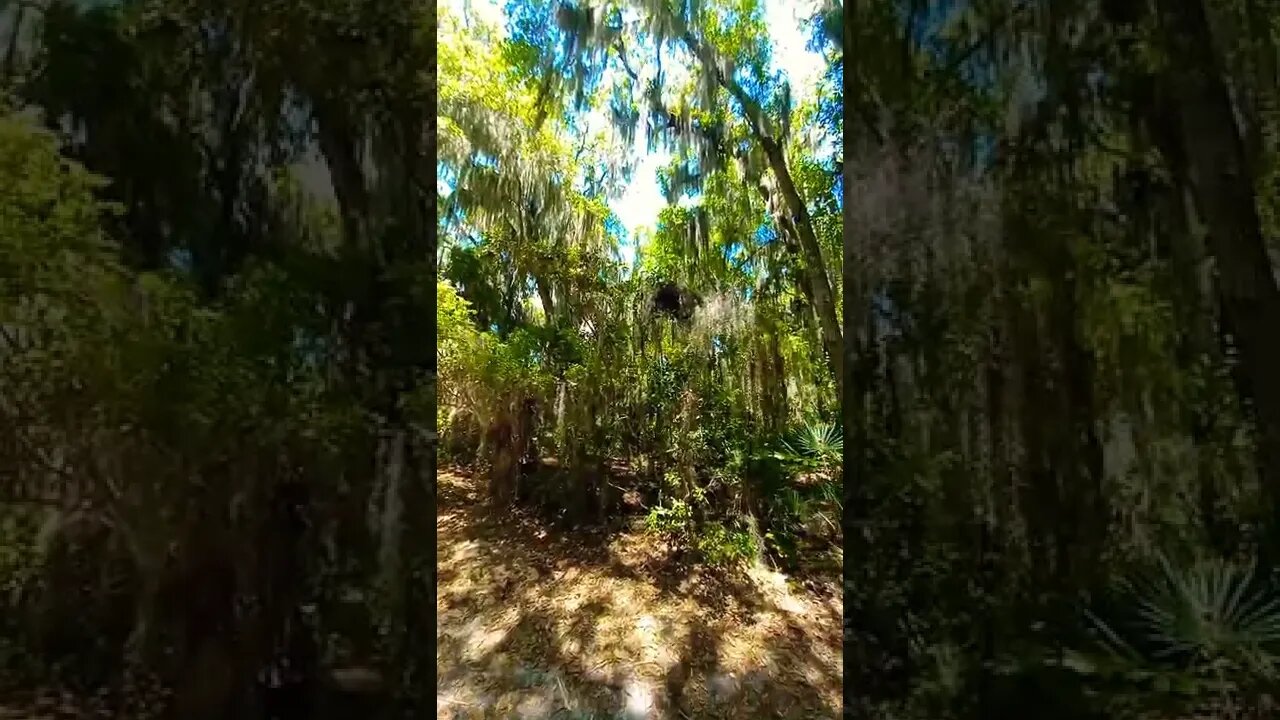 Fort Caroline #3. #sasquatch #lightlanguage download