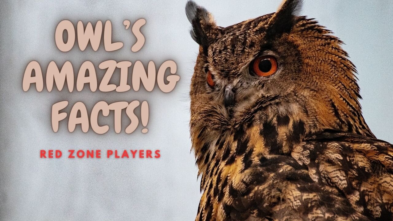 Owl's Interesting facts & things