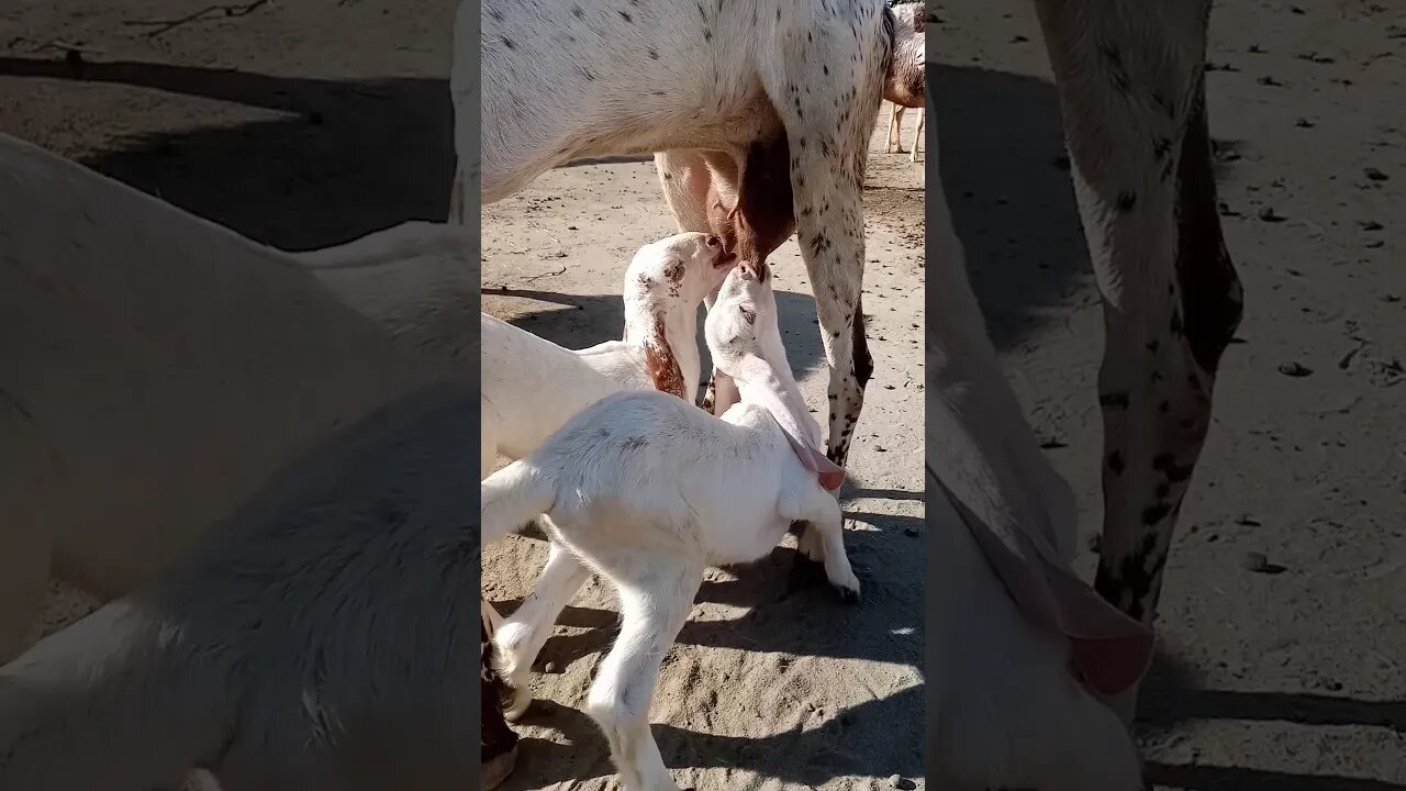 goats 🐐 baby 🍼🍼