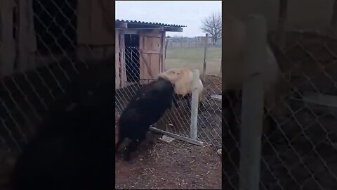 Pets, funny or annoying ? 🤪 Part 3/5 #shorts #animals