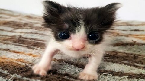 FUNNY CAT MEMES COMPILATION OF 2022