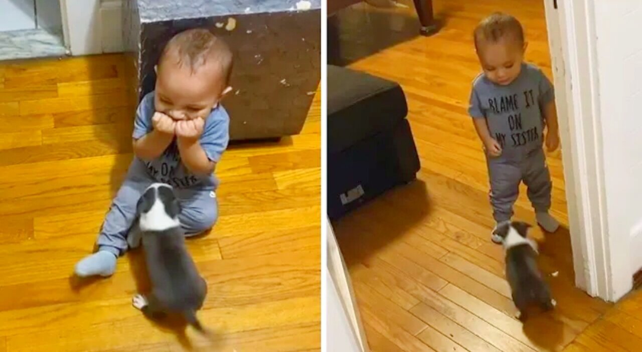 Baby has adorable reaction to new puppy addition, Dog Love Baby