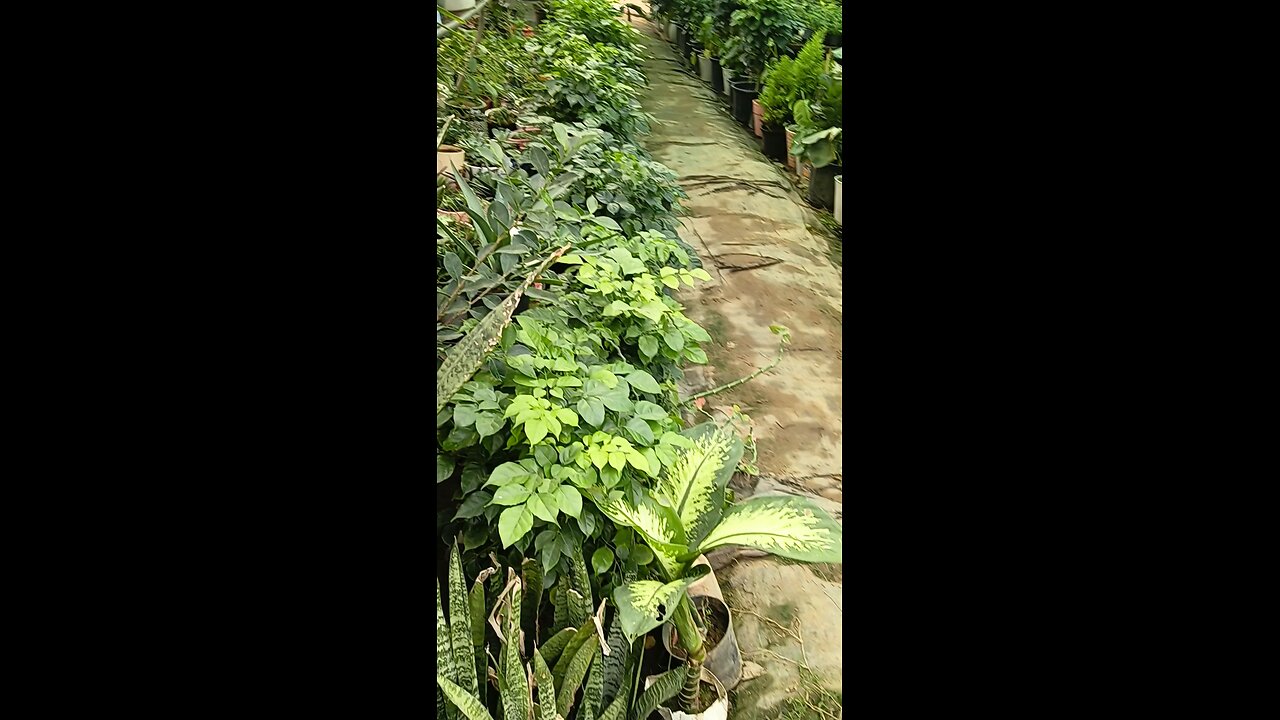 variety of different plants ☘️