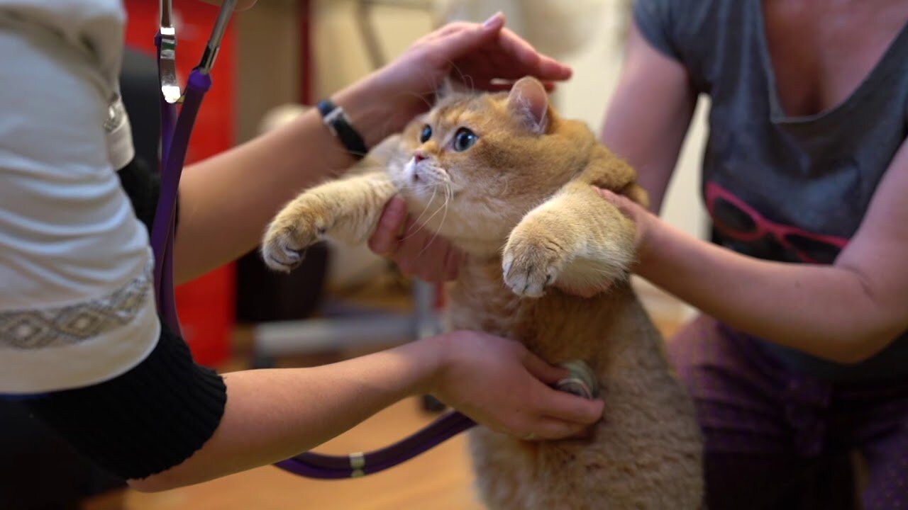 Veterinary doctor and Hosico