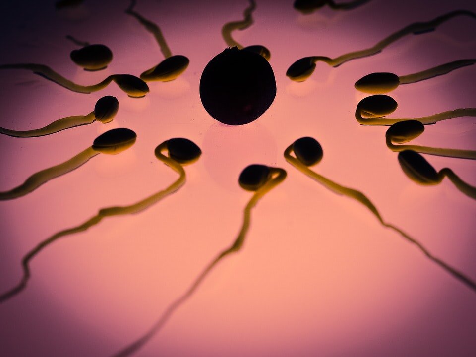 Study that found low sperm count in vaccinated men