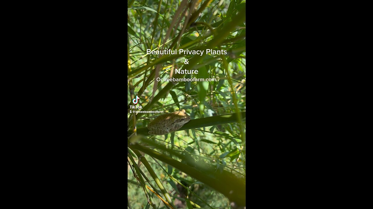 Nature & Beauty Fast Growing Privacy Bamboo - Learn About Clumping Non Invasive Bamboo 407-777-4807