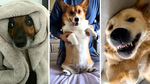 Reaction of Funny Dog / funny Dog dancing/ Funny and Cute animals