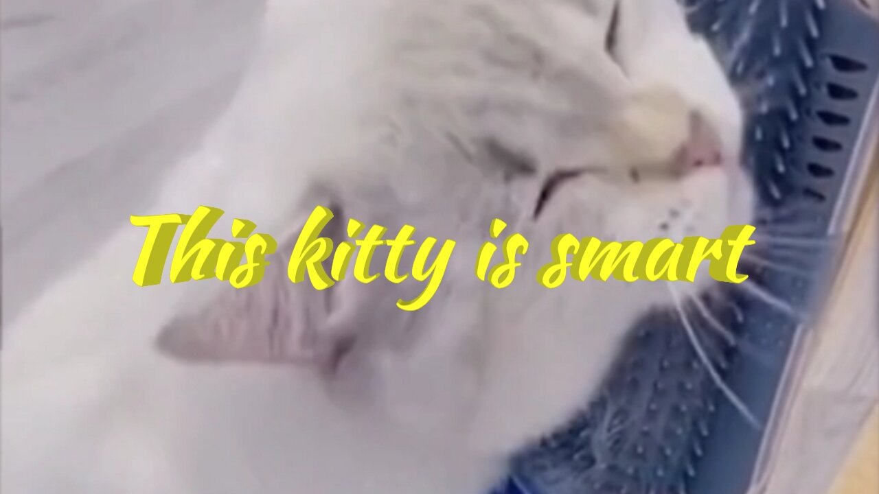 This kitty is smart