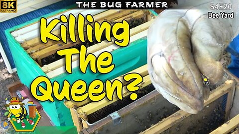 The Queen in a Pinch | Flow Hive Inspection #beekeeping #insects #8K #flowhive