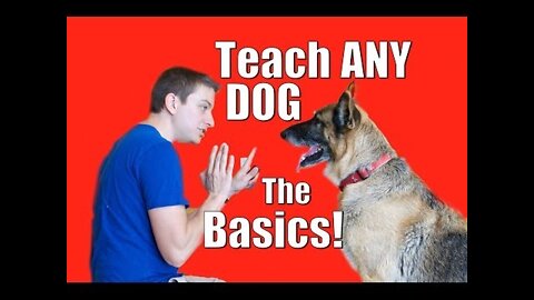 DoDog Training 101: How to Train ANY DOG the Basics