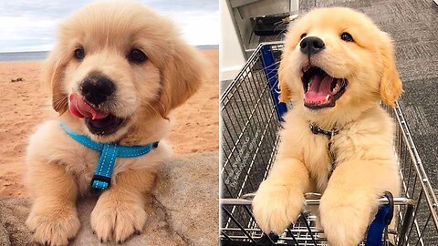 ❤️Cute Puppies Doing Funny Things 2020❤️#1 Cutest Dogs