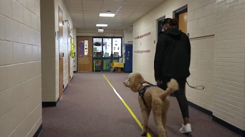 Sandee, Diesel and Sheldon are now a part of the Grand Ledge Public Schools family. But they aren’t students or staff they’re support dogs.