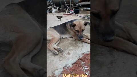 mother dog