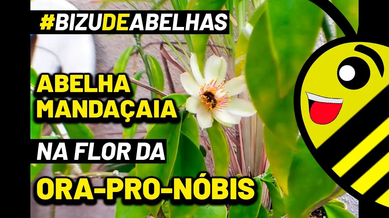 Abelha Mandaçaia Mqq na flor da Ora-pro-nóbis, cultivada em vaso | #shorts