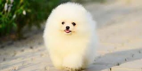 Dogs Funny Videos- Cute Dog Video - Mini Pomeranian Funny Dogs