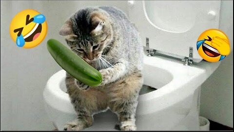 Funny animals videos-dogs and cats 2023🤭😂