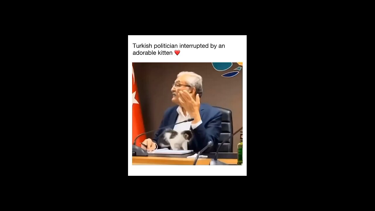 Turkish minister interupted by kitten❤️❤️