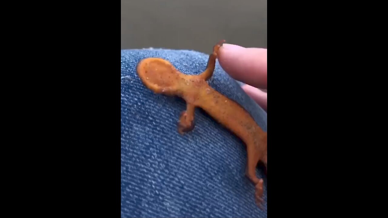 Rescuing Cute Animals Compilation🥰😍🐿️