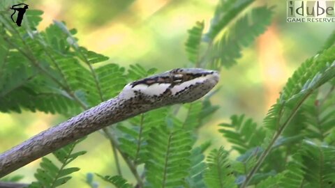 Twig Snake