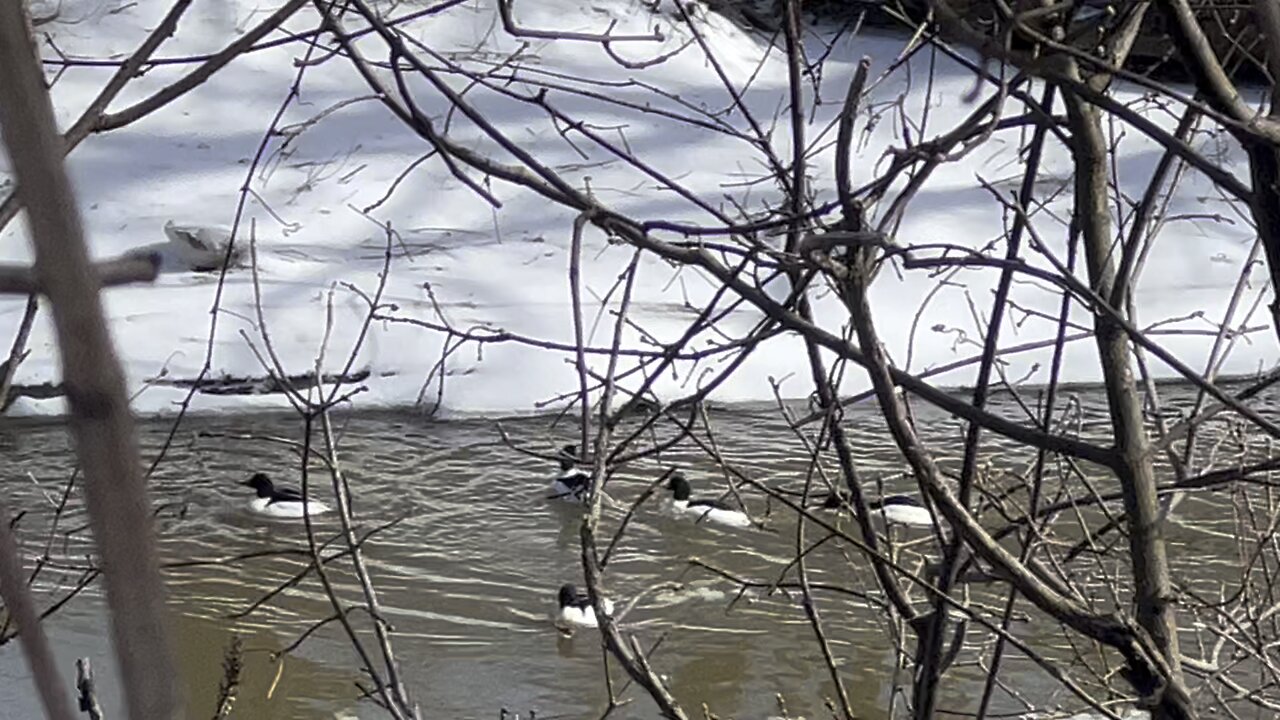 Bufflehead Ducks being territorial