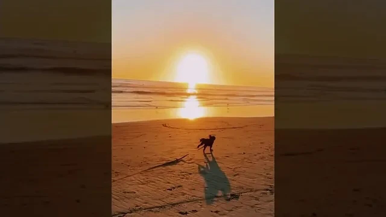 The Happiest Pup you ever did see❤️🐶 #beachdog #cavalierkingcharlesspaniel #doglover #dogmom