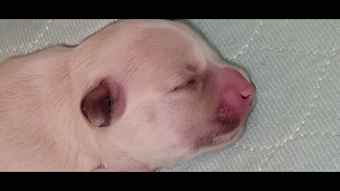 Jesse's S Litter Has Bern Named(1)