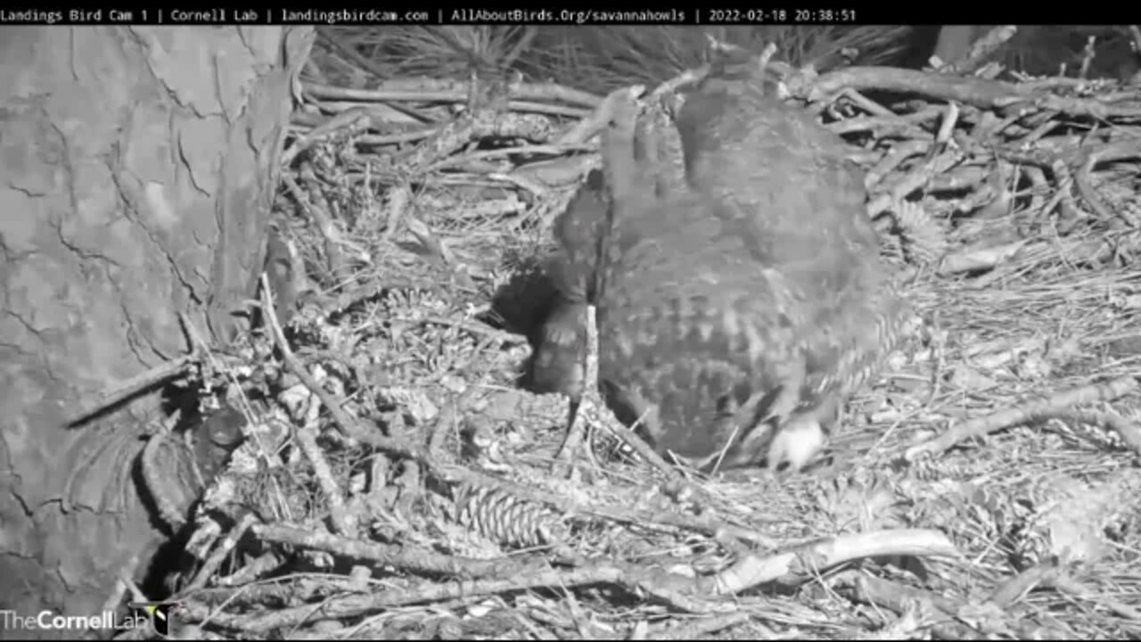 🥚 Mom Moves Pieces of Eggshell-Progress 🦉 2/18/22 20:39