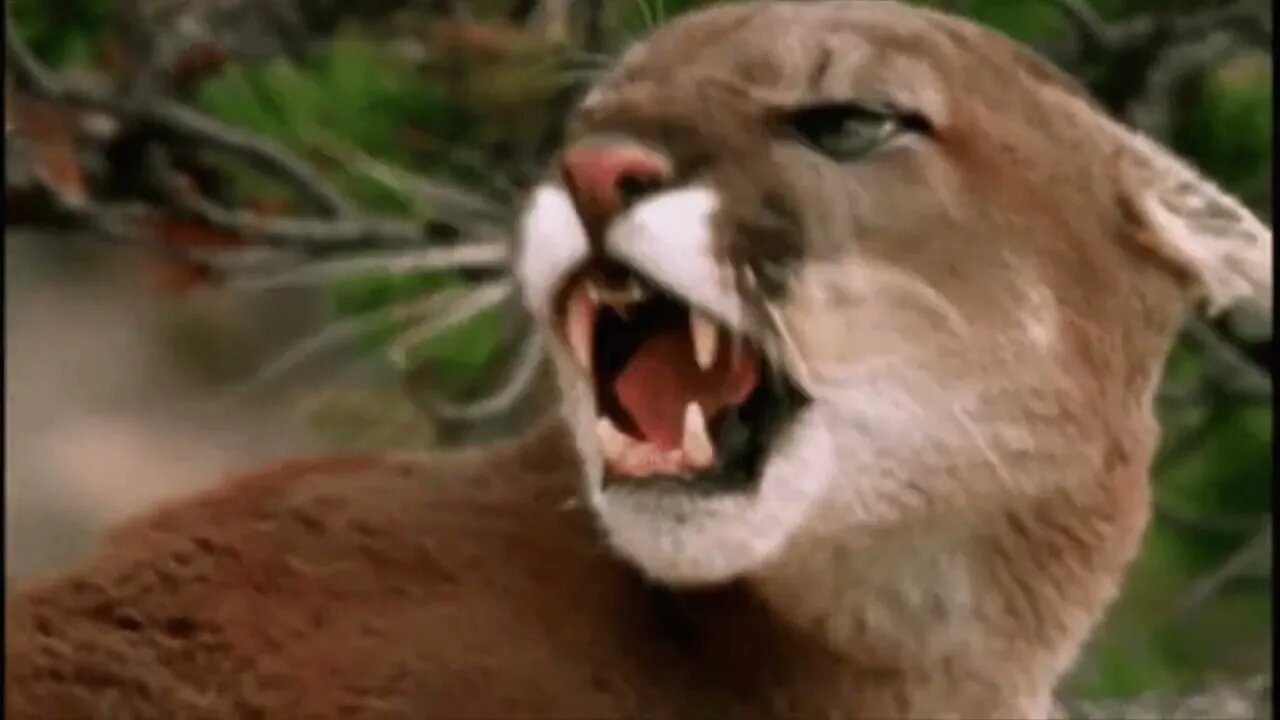 PETA AND PUMAS