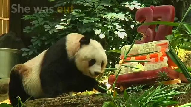 Oldest panda in captivity passes away