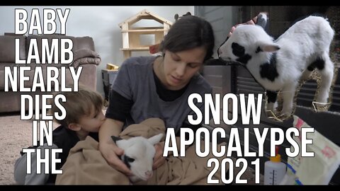 Baby Lamb Nearly Dies In The Snow Apocalypse 2021/House burns down in Texas Winter Storm