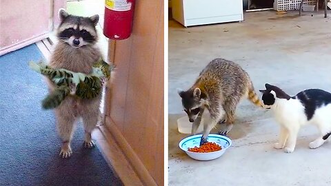 The best jokes with Raccoons 2020/ Raccoons RULE / Funny selection March 2020