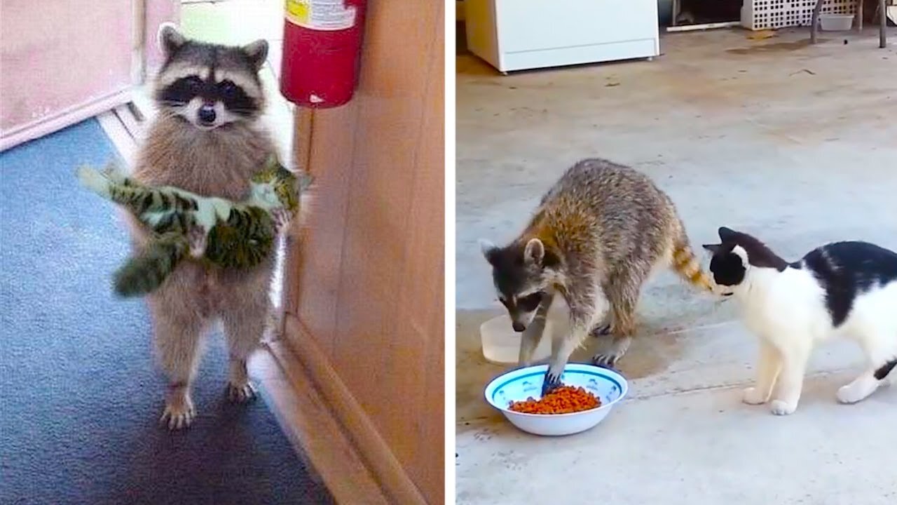 The best jokes with Raccoons 2020/ Raccoons RULE / Funny selection March 2020