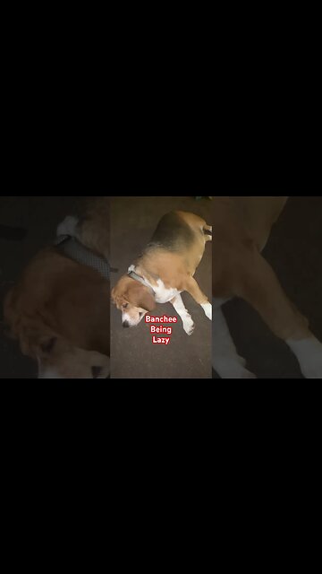Banchee the Beagle is the Laziest Dog