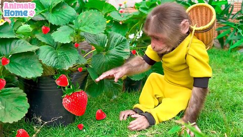 BiBi goes to pick strawberries for Amee