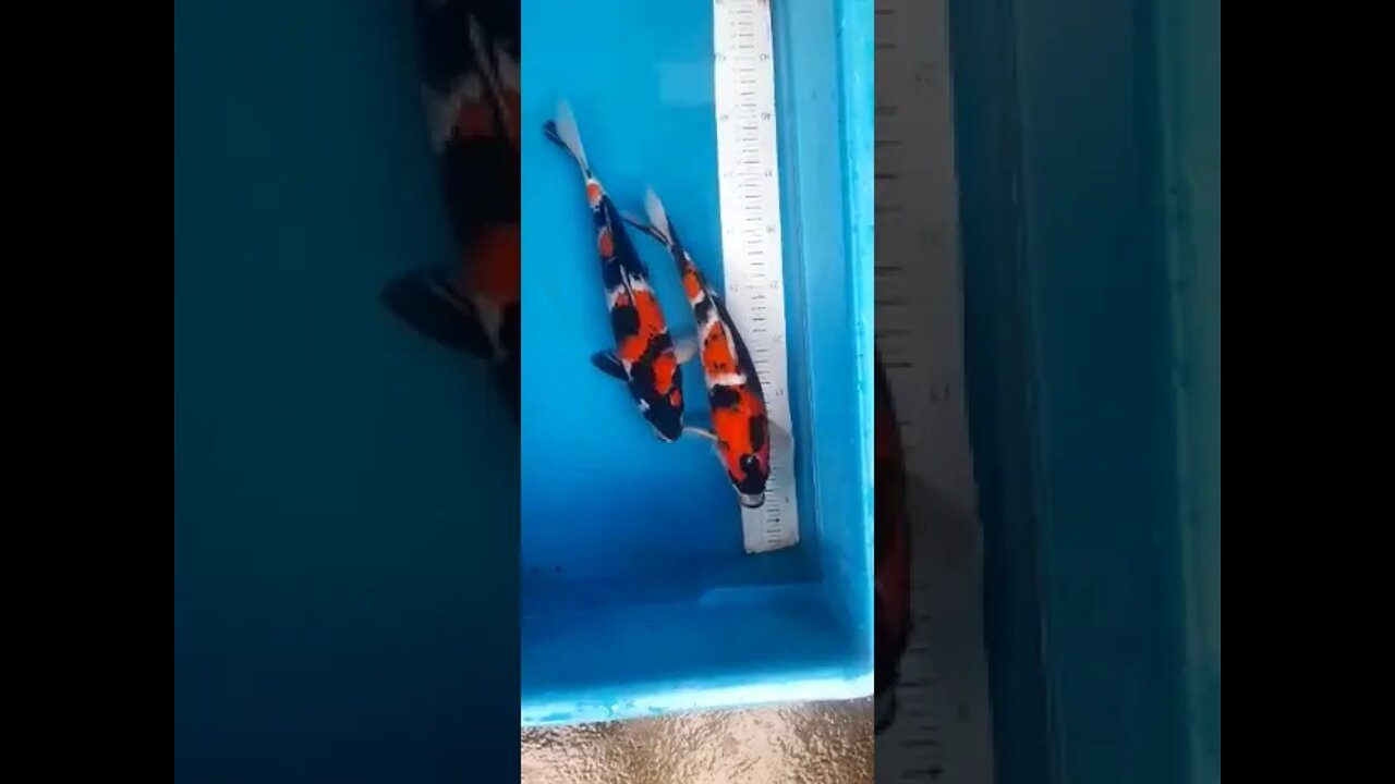 ikan koi #short