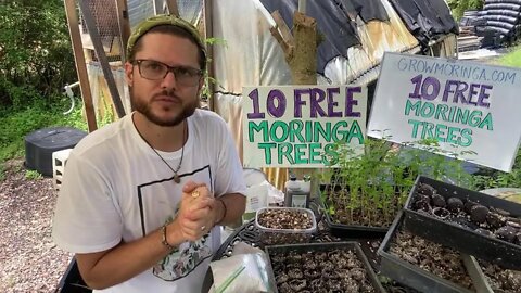 10 Free Moringa Trees