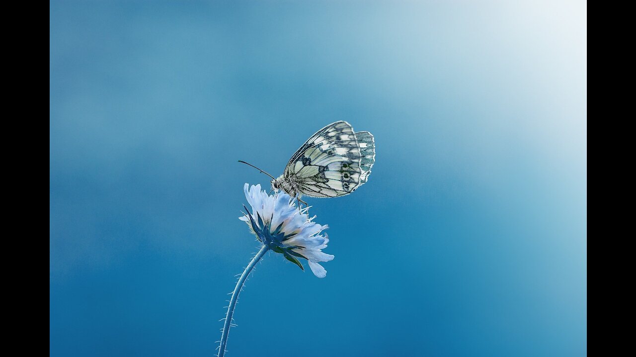 Botanical butterfly