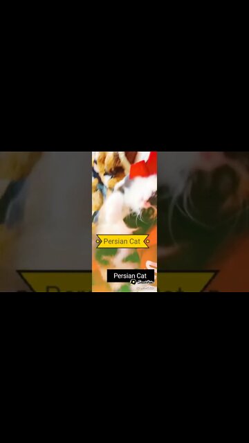 Cute Persian Cat - Oreo #youtubeshorts #shorts #funnycats #persiancats #oreo #PersianCatsZone😺