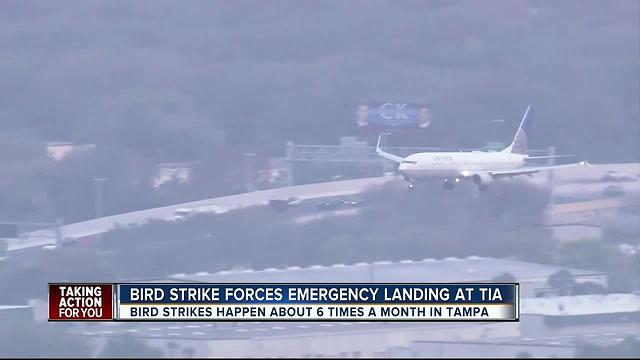 IN DEPTH: 6 bird strikes occur a month at Tampa International Airport