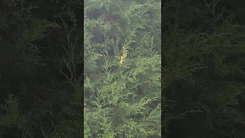 out of place #shorts