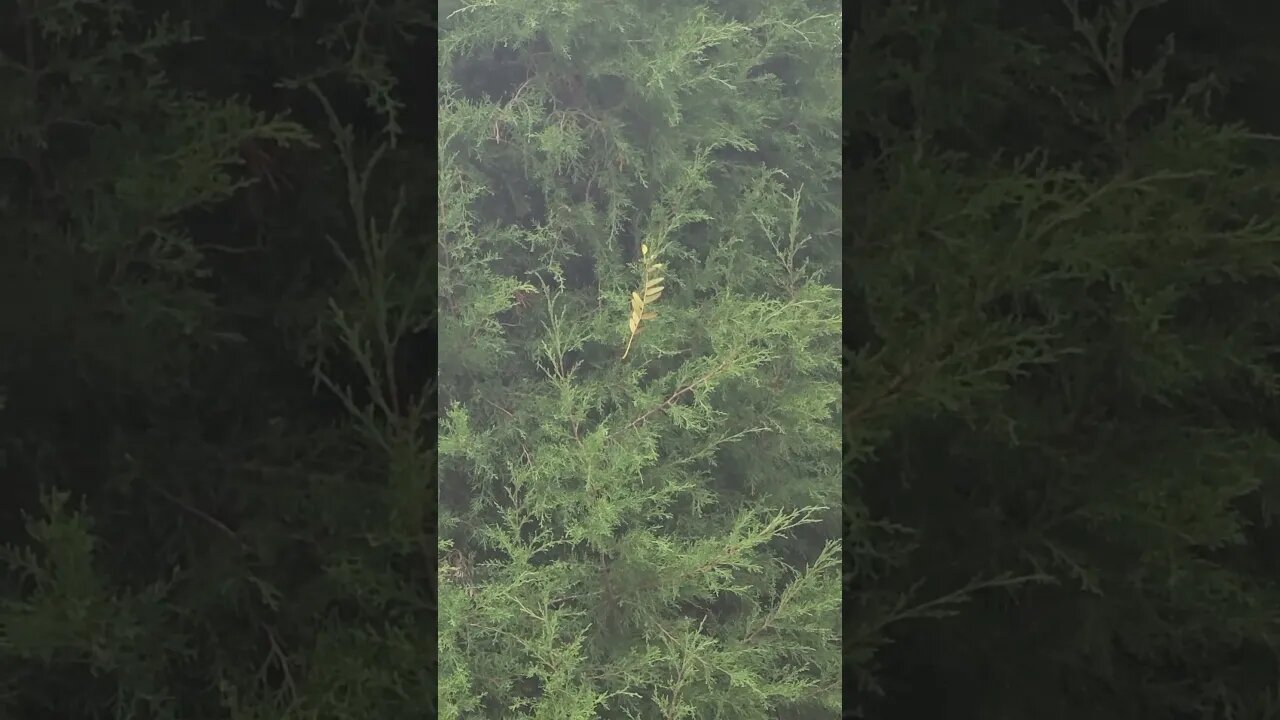 out of place #shorts