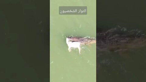 تمساح يمسك بفريسته #تمساح #shorts #crocodile
