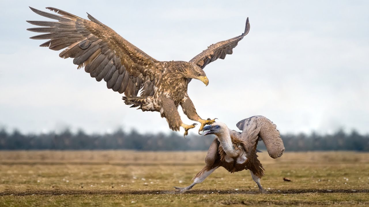 How Eagle And Vulture Fight In The Wild 1080p