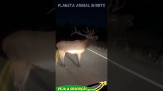 CERVO NO MEIO DA ESTRADA #shorts #planetaanimalshorts #animals