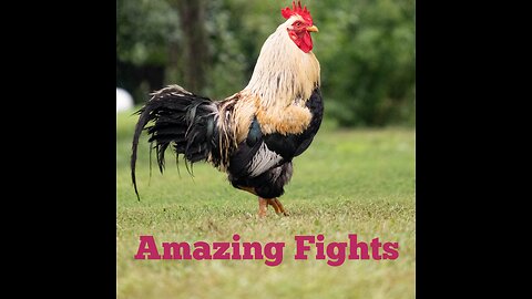 Amazing Fights of Hens.