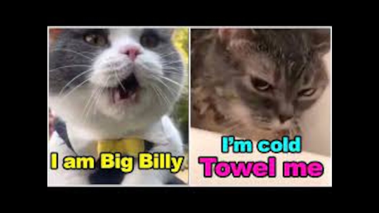 Amazing ! Cats speaks English better than Humans