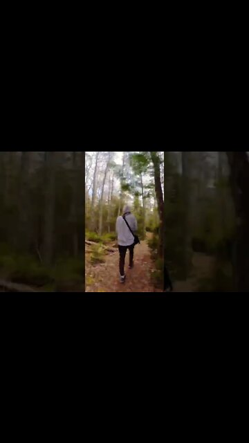 Hyperlapse hike through forest