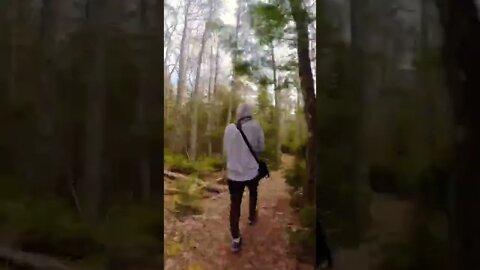 Hyperlapse hike through forest