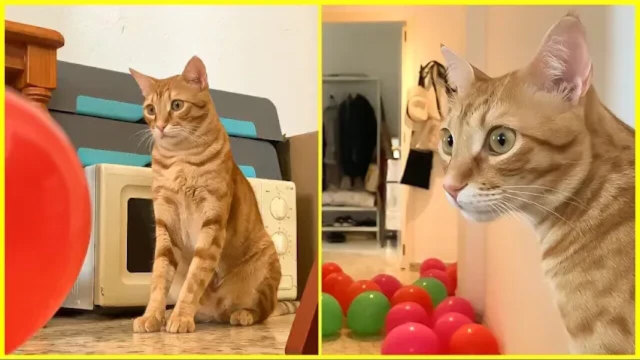 Watch This Cat Reaction To A Bunch Of Party Balloons 😺🙄🎈❓